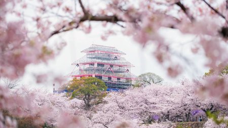 Fukuoka Castle ruins light up with pink cherry blossom of sakura tree bloom in Maizuru park, Fukuoka, Kyushu, Japan. Famous travel destination to see Illumination castle and garden at night in spring.