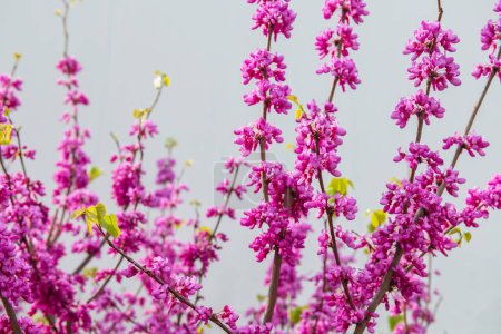 Cercis siliquastrum Zweige mit rosa Blüten im Frühling mit Kopierraum auf weißem Hintergrund.