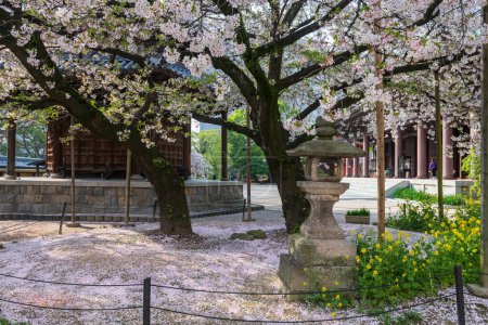 Fallende Sakura-Blütenblätter des Kirschbaums am Tochoji Tempel im Frühling, Fukuoka, Kyushu, Japan. Berühmtes Reiseziel, um schöne buddhistische Architektur im Stadtgebiet von Hakata zu sehen.