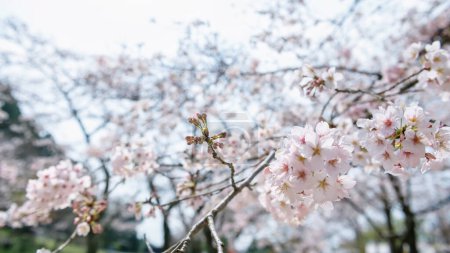 White cherry blossom tree at Homangu Kamado shrine located at Mt. Homan, Dazaifu, Fukuoka, Japan. Pink sakura blooming at spring season with copy space for text.