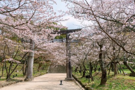 Cherry blossom tunnel at torii gate of Homangu Kamado shrine located at Mt. Homan, Dazaifu, Fukuoka, Japan. Pink sakura full bloom in springtime garden.