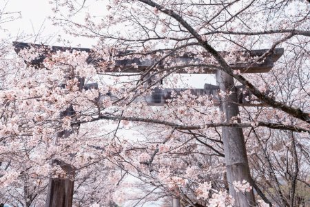 Big torii gate and pink white sakura blossom tunnel of cherry tree at Homangu Kamado shrine located at Mt. Homan, Dazaifu, Fukuoka, Japan. shrine inspire for Kimetsu no Yaiba: Demon Slayer.