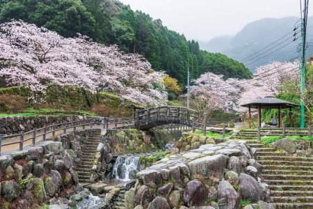 Photo for Footpath and bridge along cascading water and pink cherry blossom tunnel at Okawachiyama village, Imari, Saga, Japan. Famous travel destinaton for village of the Secret pottery kilns. - Royalty Free Image