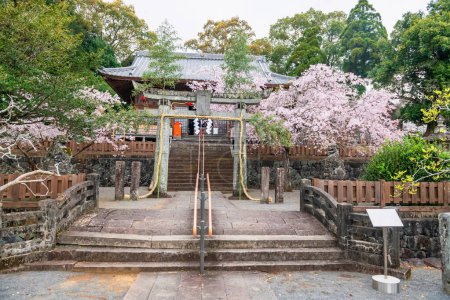 Matsukage Shrine at Asahigaoka park wtih pink cherry blossom, Kashima, Saga, Japan. Torii gate and rope at famous Japanese garden to hanami in sakura tunnel on Kashima city hill.