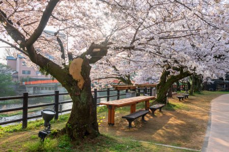 Relax seat with white cherry blossom of sakura tree tunnel against sunrise by river and red bridge in spring at Ureshino onsen park, Saga, Japan. Famous travel destination for spa with hot springs.
