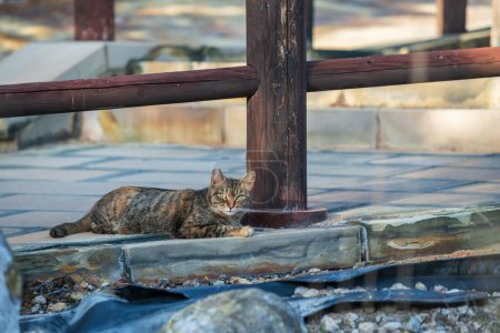 Portrait einer gestromten braunen Katze im Höllental Jigoku am Mount Unzen onsen heißen Quellen bei Shimabara City, Nagasaki, Kyushu, Japan. Heißes Wasser, Gase und Dampf sprudeln aus heißem vulkanischen Quellfeld.