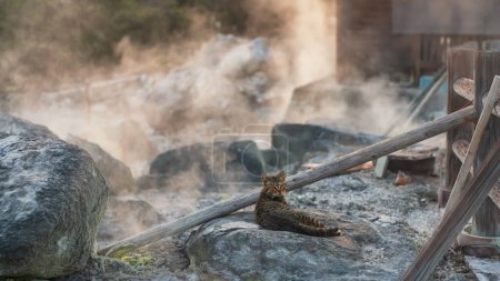 Chat brun tabby sur le rocher dans la vallée de l'enfer du mont Unzen Jigoku et sources chaudes avec de la vapeur de gaz sulfureux au coucher du soleil près de la ville de Shimabara, Nagasaki, Kyushu, Japon. Eau chaude, gaz et bec de vapeur par volcan.