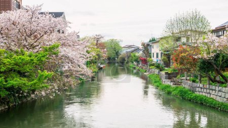 Rosafarbene Kirschblüte eines Sakura-Baumes mit japanischen Häusern am Suigo-Fluss bei Yanagawa, Fukuoka, Japan. Berühmtes Reiseziel,.