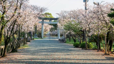 Kirschblütentunnel der Sakura-Bäume am Torii-Tor des Mihashira-Schreins im Frühling, Yanagawa, Fukuoka, Kyushu, Japan. Berühmtes Reiseziel für Kreuzfahrten und Sightseeing entlang des Flusses bei Sonnenuntergang.