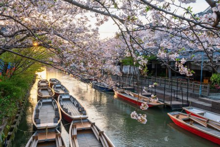 bateaux de tourisme et tunnel de fleurs de cerisier le long de la rivière Suigo à Yanagawa Punting Kanko Kaihatsu au coucher du soleil, Fukuoka, Kyushu, Japon. Destination de voyage célèbre pour la croisière et la visite le long de la rivière.