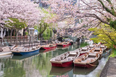 tourist boats on Suigo river and sakura cherry blossom with bridge to Mihashira Shrine at Yanagawa Punting Kanko Kaihatsu , Fukuoka,  Japan. Famous travel to cruising and sightseeing town.