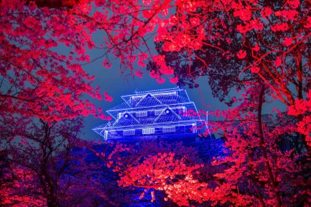 Cherry sakura blossom with red light up and Fukuoka Castle ruins blue Illusions at Maizuru park, Fukuoka, Kyushu, Japan. Famous travel destination for Illumination garden at night in spring season.
