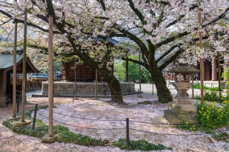 Fallender Sakura-Blütenblätterteppich des Kirschbaums am Tochoji-Tempel im Frühling, Fukuoka, Kyushu, Japan. Berühmtes Reiseziel, um schöne buddhistische Architektur im Stadtgebiet von Hakata zu sehen.
