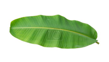 Fresh banana leaves isolated on white background. Whole banana leaf included clipping path.