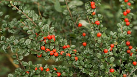 Téléchargez les photos : Red berries of cotoneaster horizontal (Cotoneaster horizontalis) 33 - en image libre de droit