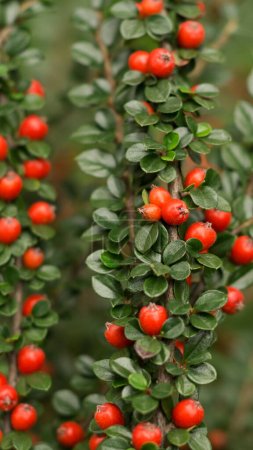 Téléchargez les photos : Red berries of cotoneaster horizontal (Cotoneaster horizontalis) 22 - en image libre de droit