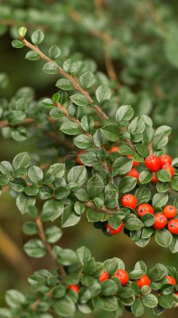 Téléchargez les photos : Red berries of cotoneaster horizontal (Cotoneaster horizontalis) 2 - en image libre de droit