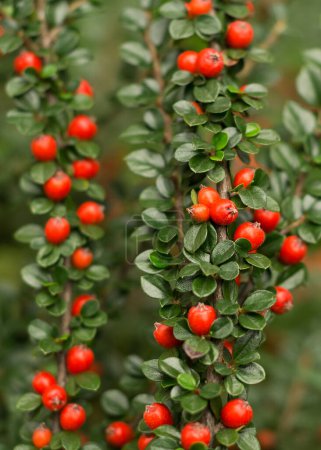 Téléchargez les photos : Red berries of cotoneaster horizontal (Cotoneaster horizontalis) - en image libre de droit