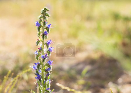 Téléchargez les photos : Echium vulgare bleu fleurs au soleil - en image libre de droit