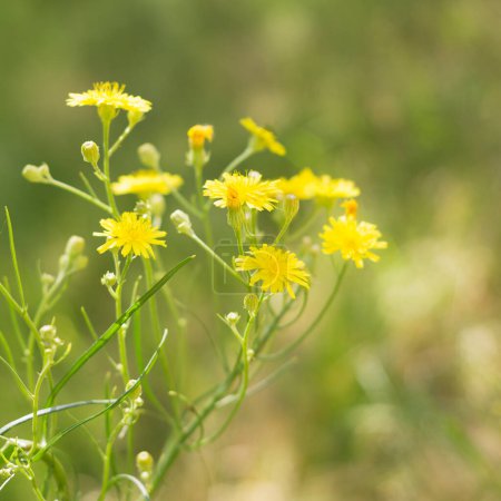 Photo for Bright juicy beautiful yellow flowers on the field in summer 2 - Royalty Free Image
