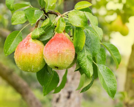 Photo for Bunch of ripe pears on tree branch. Nature background 2 - Royalty Free Image