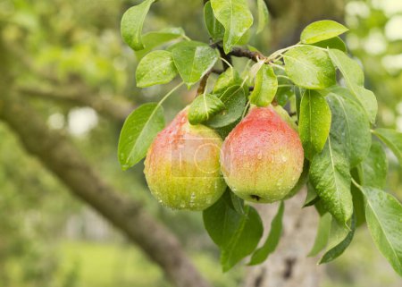 Photo for Bunch of ripe pears on tree branch. Nature background - Royalty Free Image