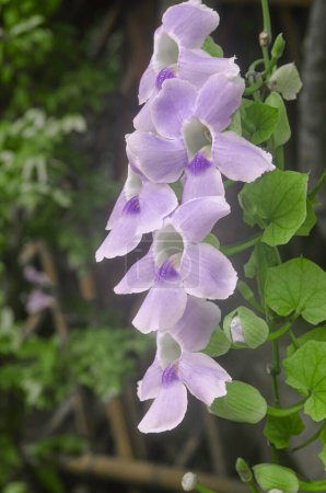 Enfoque suave de Thunbergia grandiflora o flor de trompeta de Bengala.