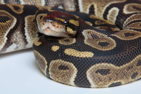 A closeup portrait of a Chocolate Ball Python on a solid white background.