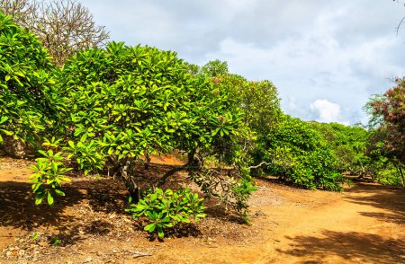 Bäume im Botanischen Garten des Koko-Kraters auf der Insel Oahu auf Hawaii, Vereinigte Staaten