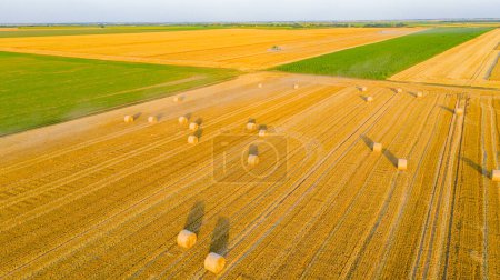 Above view, over several agricultural plots in harvest time, season, rolls of straw, round bale at field, two combines harvesting wheat together.