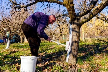 Téléchargez les photos : Farmer use brush, whitewashing fruit trunk as method of heat protection of Sun, slows down vegetation, blooming at early spring. Painting lime against diseases, fungus, or damage bark by rodents. - en image libre de droit