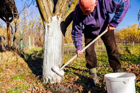 Foto de Farmer use brush, whitewashing fruit trunk as method of heat protection of Sun, slows down vegetation, blooming at early spring. Painting lime against diseases, fungus, or damage bark by rodents. - Imagen libre de derechos