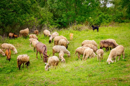Téléchargez les photos : Troupeau mixte de moutons et de chèvres mangent, pâturage herbe sur pâturage, prairie avec un âne en tant que partie de leur famille. - en image libre de droit