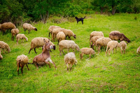 Téléchargez les photos : Les moutons de troupeau mangent, pâturent l'herbe sur le pâturage, prairie avec un âne comme une partie de leur famille. - en image libre de droit