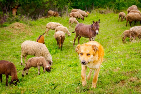 Téléchargez les photos : Berger chien veille à troupeau mixte de moutons et de chèvres mangent, pâturage herbe sur pâturage, prairie avec un âne comme une partie de leur famille. - en image libre de droit