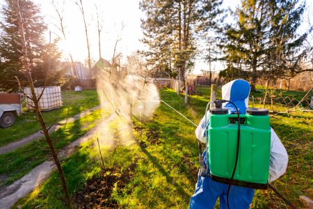 Photo for Shot from behind, backlight on farmer with protective clothing sprays fruit trees in orchard using long sprayer to protect them with chemicals from fungal disease or vermin at early springtime. - Royalty Free Image