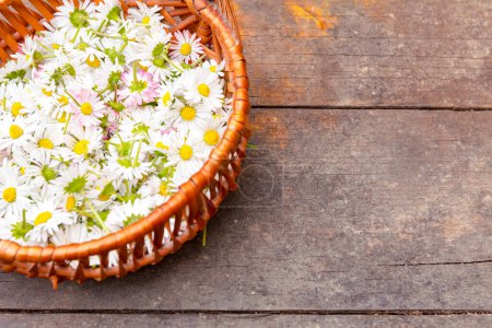 Foto de Pequeña cesta decorativa hecha a mano de sauce con pila de flores de margarita blanca recogidas colocadas en el barril de madera. - Imagen libre de derechos