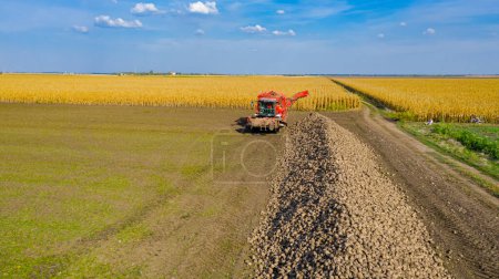 Photo for Above dolly move, orbit around harvester for cutting and harvesting mature sugar beet roots is unloading, transferring freshly harvested cargo over conveyor to the ground in long big pile. - Royalty Free Image
