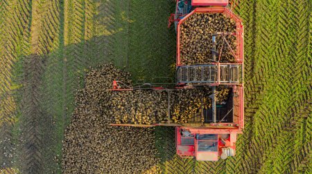 Photo for Above top view on agricultural machine, harvester for cutting and harvesting mature sugar beet roots is unloading, transferring freshly harvested cargo over conveyor to the ground in long big pile. - Royalty Free Image