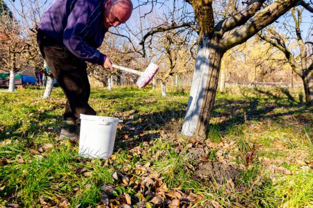 Foto de Farmer use brush, whitewashing fruit trunk as method of heat protection of Sun, slows down vegetation, blooming at early spring. Painting lime against diseases, fungus, or damage bark by rodents. - Imagen libre de derechos