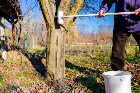Téléchargez les photos : Farmer use brush, whitewashing fruit trunk as method of heat protection of Sun, slows down vegetation, blooming at early spring. Painting lime against diseases, fungus, or damage bark by rodents. - en image libre de droit