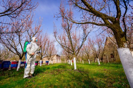Farmer in protective clothing sprays fruit trees in orchard using long sprayer to protect them with chemicals from fungal disease or vermin at early springtime, near bee colony, apiary