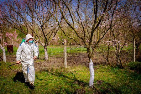 Farmer with protective medical face mask and clothing sprays fruit trees in orchard using long sprayer to protect them with chemicals from fungal disease or vermin at early springtime.
