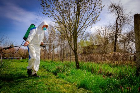 Farmer with protective medical face mask and clothing sprays fruit trees in orchard using long sprayer to protect them with chemicals from fungal disease or vermin at early springtime.