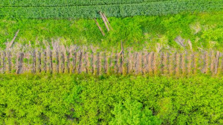 Above top view over lined trails in ground of dismantled old sleepers, from removed railway, overgrown by grass and vegetation among agricultural field with crop. Background, pattern, abstract