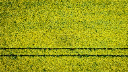 Photo for Above top view tractor's  trail among field of flowering rapeseed canola or colza in latin Brassica Napus blossom, plant for green energy and oil industry - Royalty Free Image
