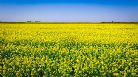 Flowering rapeseed canola or colza in latin Brassica Napus blossom, plant for green energy and oil industry
