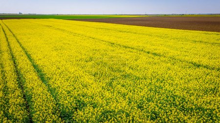 Tractor's  trail among field of flowering rapeseed canola or colza in latin Brassica Napus blossom, plant for green energy and oil industry