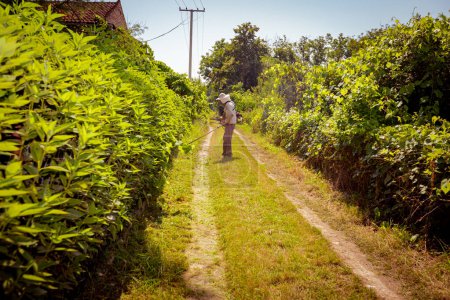 Jardinero está usando protector general y cortar hierba en su patio con cortacésped inalámbrico mano, recortador de hierba de gasolina, contador, entre árboles frutales.