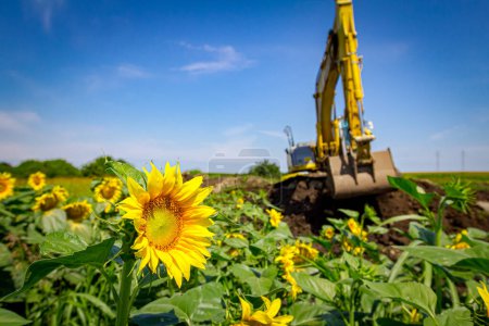 Agricultural farm field with mature yellow sunflowers, in the background big excavator with caterpillar is digging soil with bucket on the building site. 